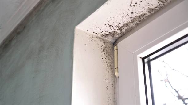 Best Residential Mold Removal  in Highgrove, CA
