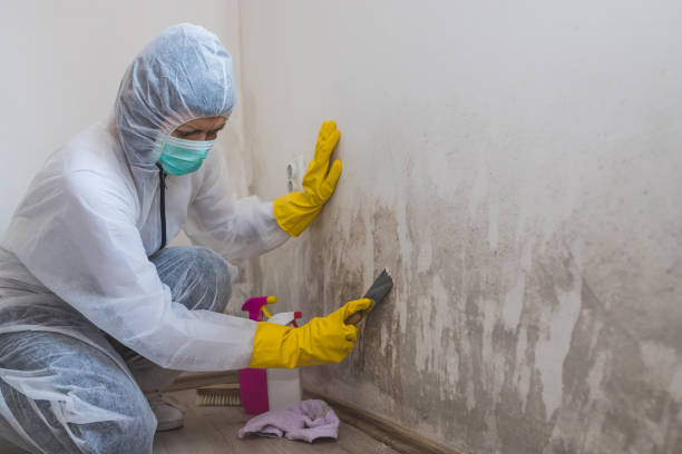 Best Certified Mold Removal  in Highgrove, CA