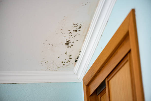 Best Toxic Mold Removal  in Highgrove, CA