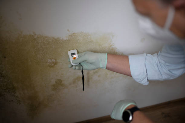 Best Black Mold Removal  in Highgrove, CA