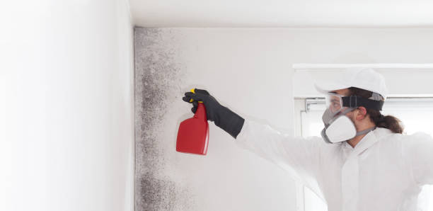 Best Certified Mold Removal  in Highgrove, CA