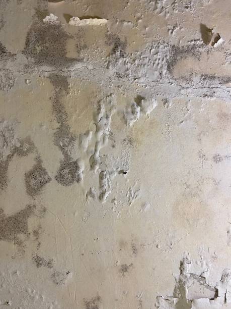 Best Home Mold Removal  in Highgrove, CA