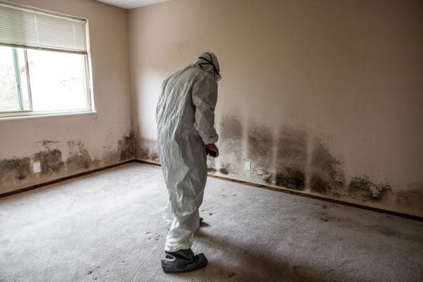 Best Fast Mold Removal  in Highgrove, CA