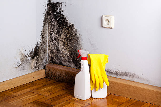 Best Black Mold Removal  in Highgrove, CA